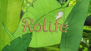 Robotime Fairytale Tree House DG179