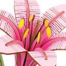 Robotime Pink Lily / Roze Lelie TW071